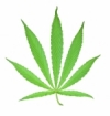 Cannabis leef